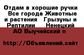 Отдам в хорошие ручки - Все города Животные и растения » Грызуны и Рептилии   . Ненецкий АО,Выучейский п.